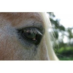 Ogentroost Ogentroost